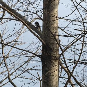 Meet your Posher, Jayla